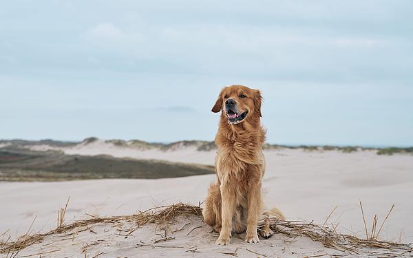 Golden Retriever sitzt auf malerischen Sanddünen in Skagen, Dänemark.
