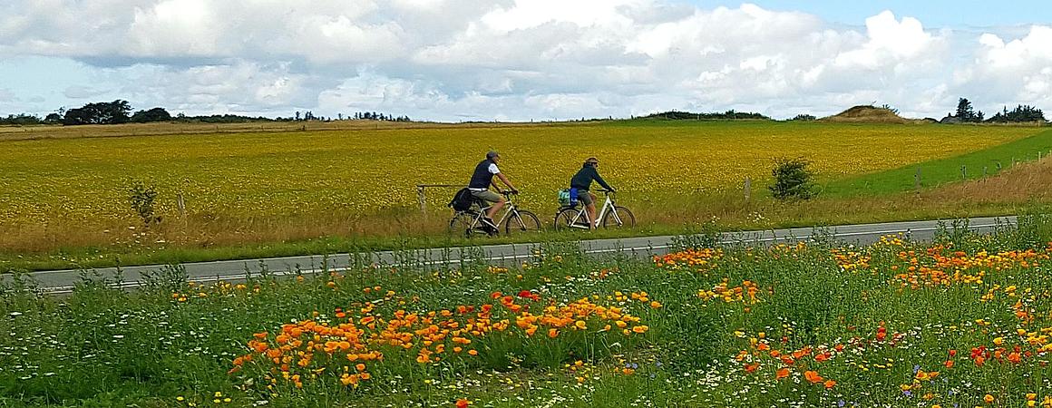 Cyclists admidst a field of flowers and a rapeseed field 