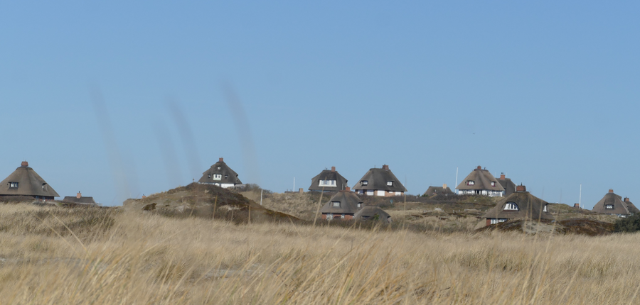 Gras in front of thatched roofs on Sylt