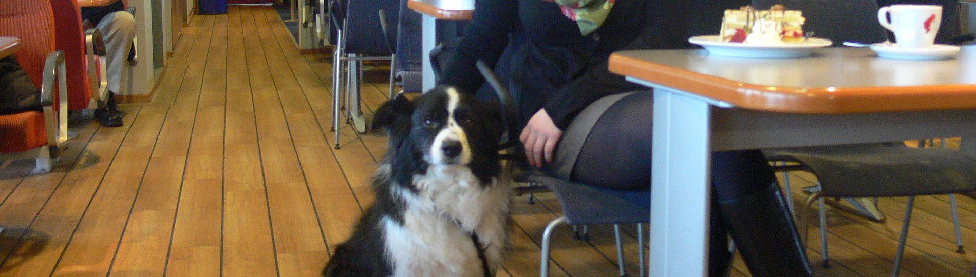 Hund auf der Syltfähre.