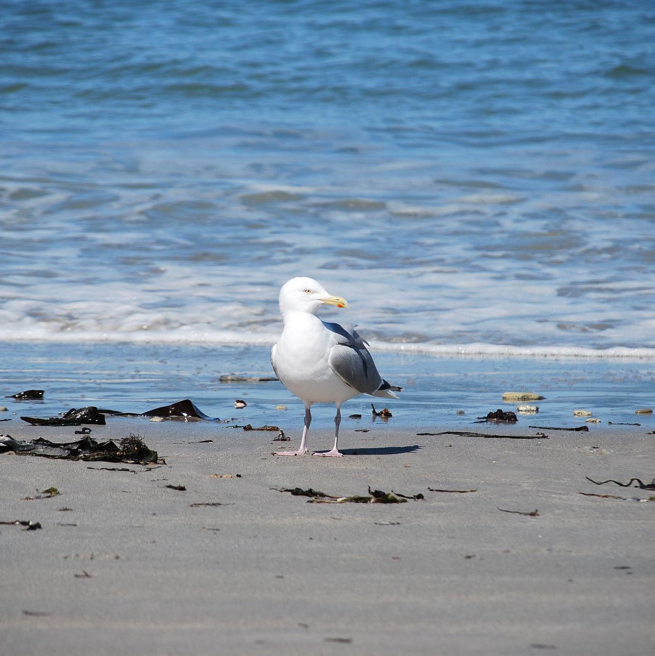 Seagull at the beach surrounded by a little seaweed