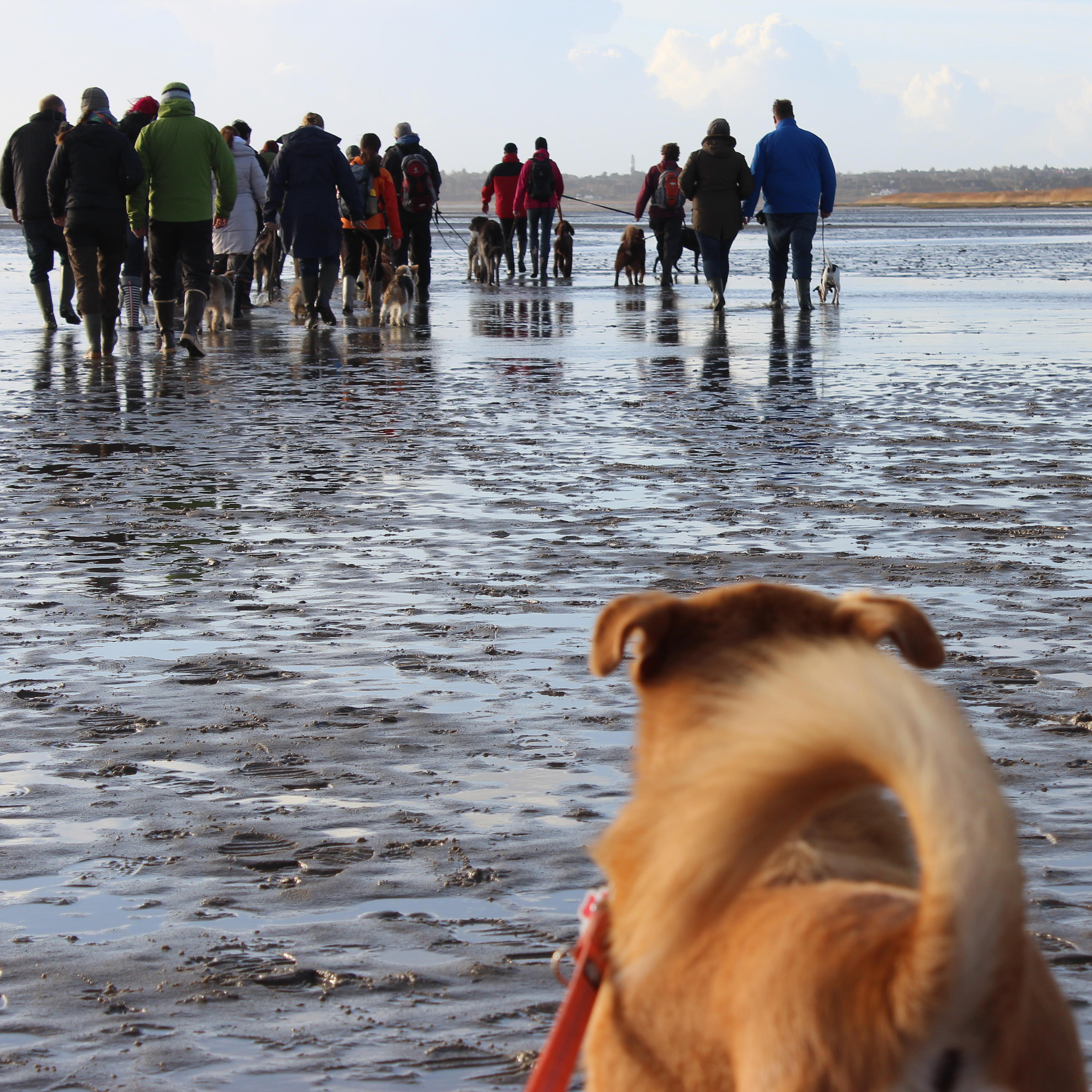 Eine Wandergruppe mit Hunden.