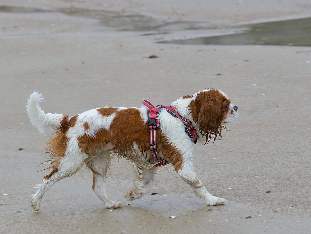 Ein nasser Cavalier King Charles Spaniel mit einem roten Geschirr, der an einem sandigen Strand läuft.