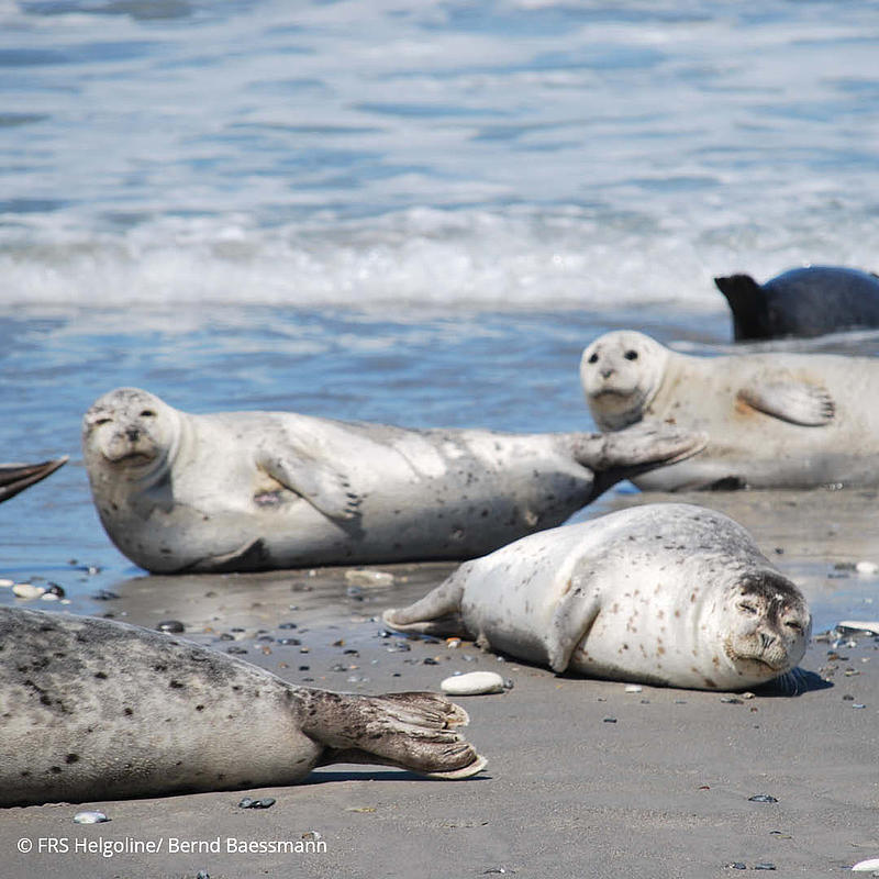 Heligoland_seals_water_Northsea_nature