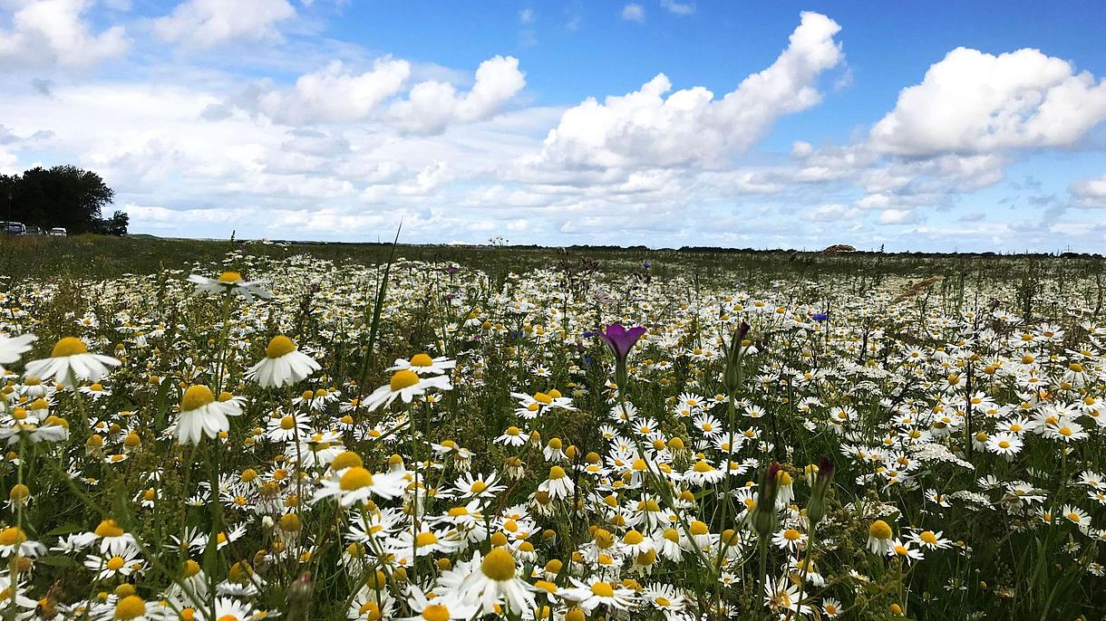Wildflower meadow