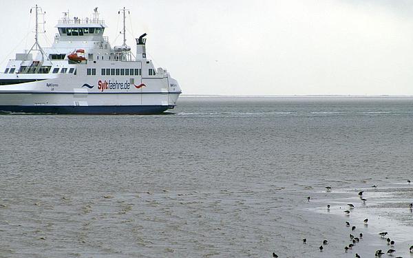 Syltfähre auf See am Wattenmeer mit Austernfischer.