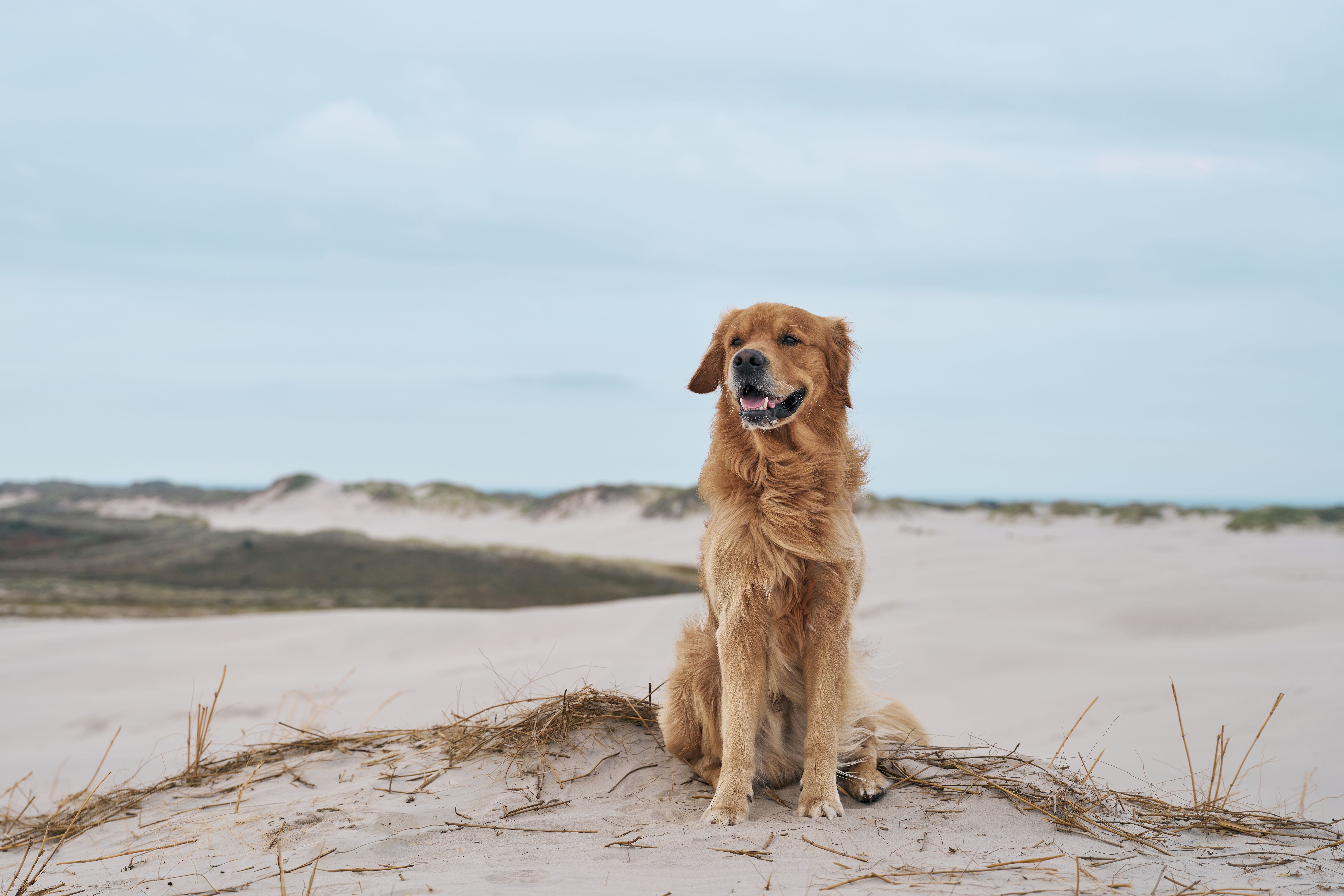 Golden Retriever sitzt auf malerischen Sanddünen in Skagen, Dänemark.