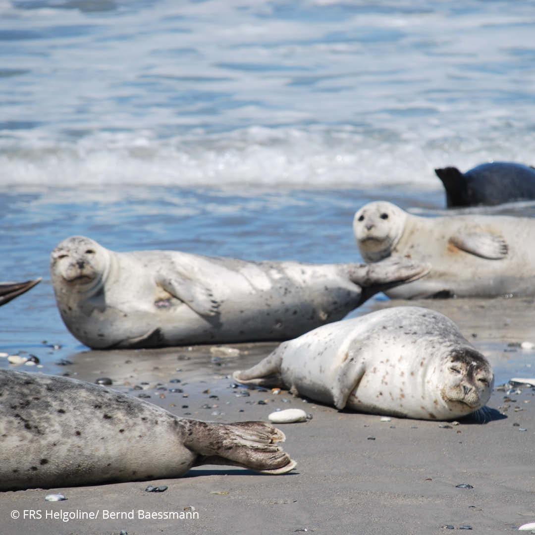 Seals laying at the beach of Heligoland